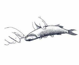 Skip Bait Rigging Step 1