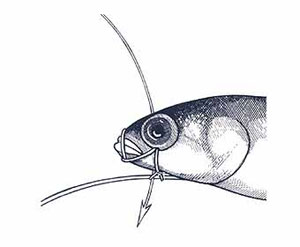 Skip Bait Rigging Step 10