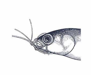 Skip Bait Rigging Step 12