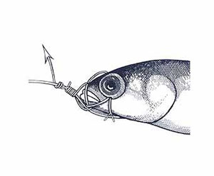 Skip Bait Rigging Step 13