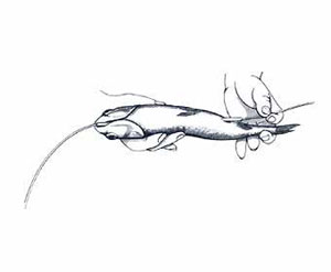 Skip Bait Rigging Step 2