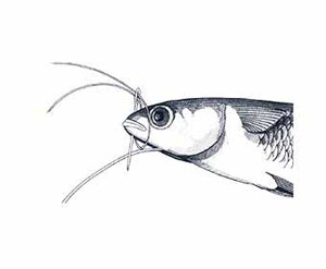 Skip Bait Rigging Step 4