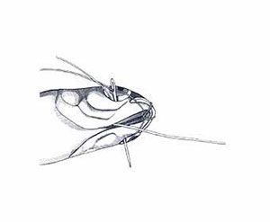 Skip Bait Rigging Step 7