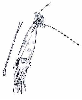 Squid Rigging Step 1