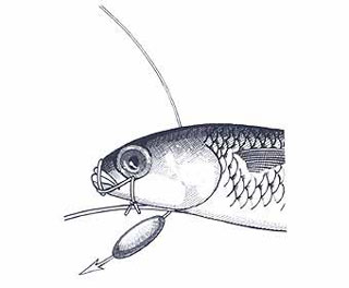 Swim Bait Rigging Step 10