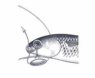 Swim Bait Rigging Step 11