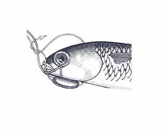 Swim Bait Rigging Step 12