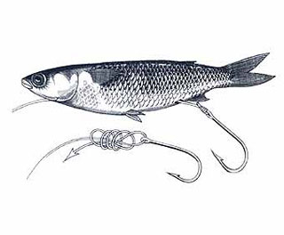 Swim Bait Rigging Step 3