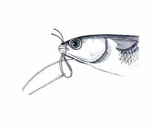 Swim Bait Rigging Step 5
