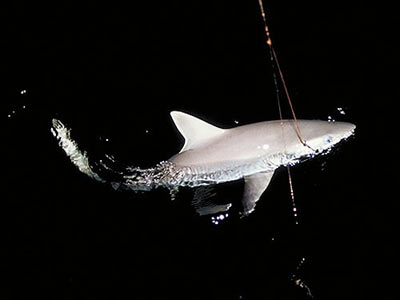 Shark fishing in Burma.