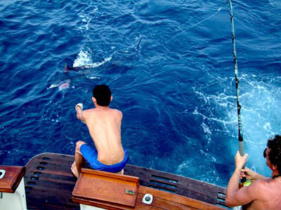 Landing a Black Marlin onboard Gecko.