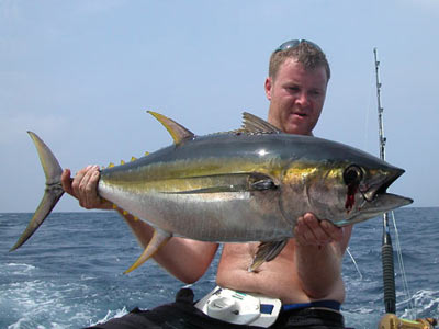 Yellowfin Tuna.