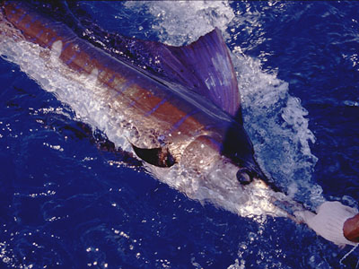 Releasing a nice Sailfish.