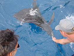 Sailfish release at Ko Rok