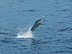 Jumping Sailfish at Ko Rok.