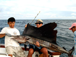 Sailfish from Racha.