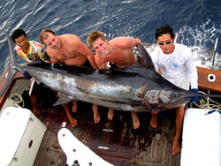 Black Marlin near the Similan Islands