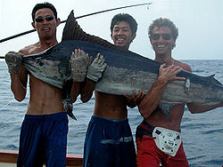 Black Marlin near the Similan Islands