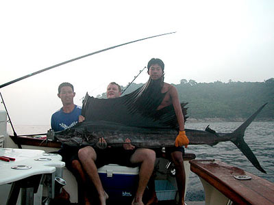 Sailfish near the Surin Islands - Thailand.